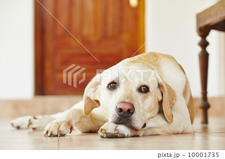 Dog at home 10001735