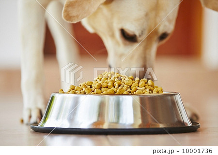 Hungry dog 10001736