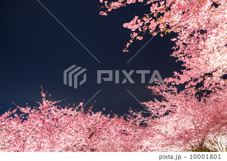 夜桜の丘 10001801