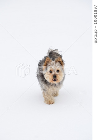 遊ぶ!? 遊ぶ!? 10001897