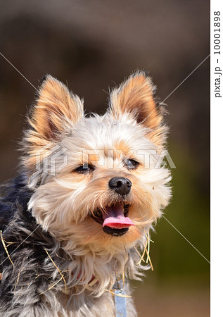 えへへへへ♪ えへへへへ♪ 10001898