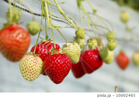 イチゴ狩り／あまおう 10002465
