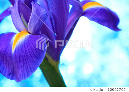 Beautiful blue iris flowers background Beautiful blue iris flowers background 10002702