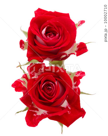 Red rose flower bouquet isolated on white background cutout 10002710