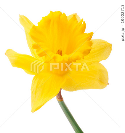 Daffodil flower or narcissus isolated on white background cutout Daffodil flower or narcissus isolated on white background cutout 10002715
