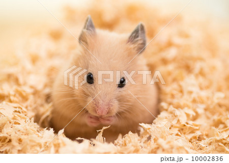 ウッドチップに埋もれるキンクマハムスター 10002836