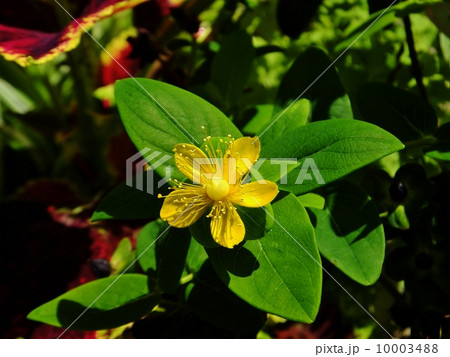 スペリカムシリーズ(花) スペリカムシリーズ(花) 10003488