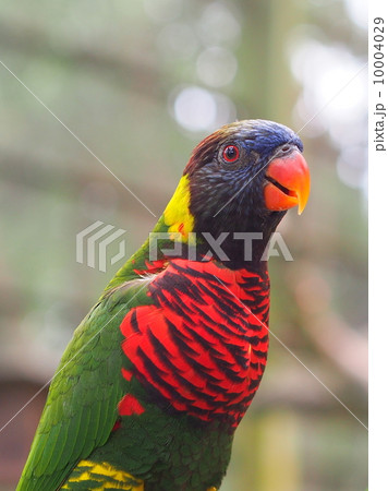 ゴシキセイガイインコ ゴシキセイガイインコ 10004029