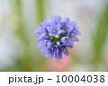 Spring Tone 10004038