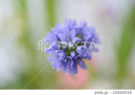 Spring Tone 10004038