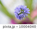 Spring Tone 10004040