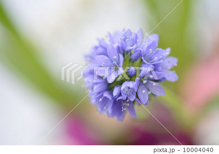 Spring Tone 10004040