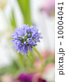 Spring Tone 10004041