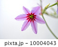 Spring Tone 10004043