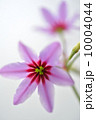 Spring Tone 10004044