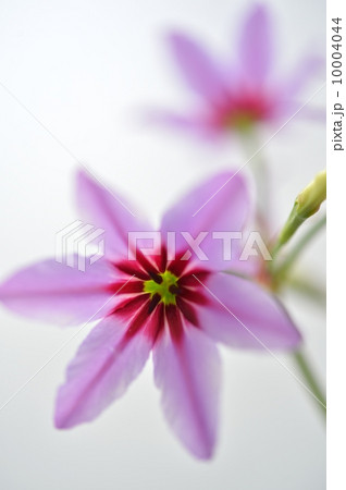 Spring Tone 10004044