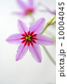 Spring Tone 10004045