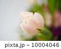 Spring Tone 10004046