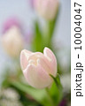 Spring Tone 10004047
