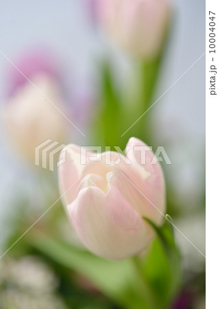 Spring Tone 10004047