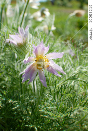 セイヨウオキナグサ セイヨウオキナグサ 10005219