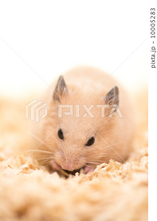 ひまわりの種を食べるキンクマハムスター 10005283