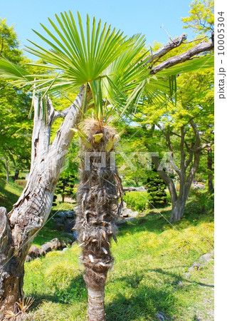 シュロの木 10005304