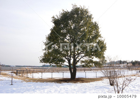 武蔵野の森公園　府中市 10005479
