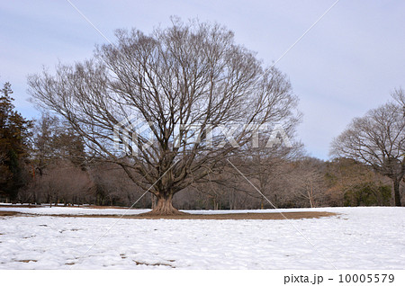 雪の野川公園　東京 10005579
