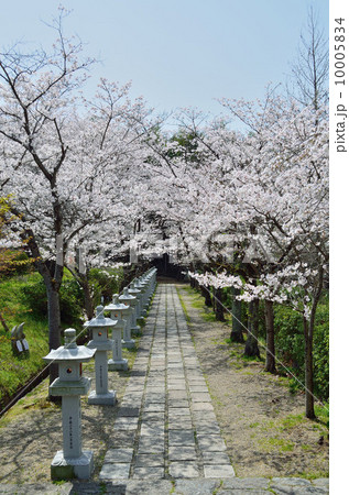 安倍文殊院の参道の桜 10005834