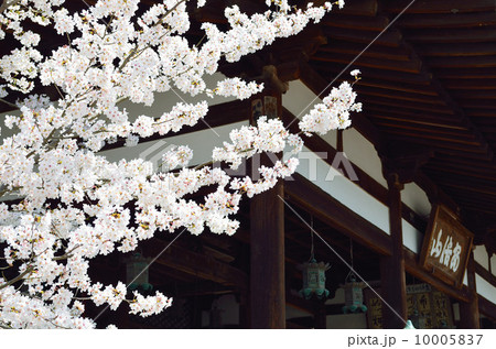 安倍文殊院本堂と桜 安倍文殊院本堂と桜 10005837