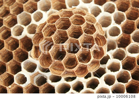 スズメバチの巣 スズメバチの巣 10006108