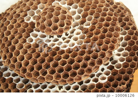 スズメバチの巣 スズメバチの巣 10006126