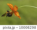 蜂on花 10006298