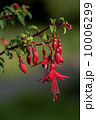 Ｆｕｓｃｈｉａ 10006299