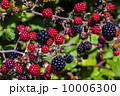 ブラックベリー 10006300