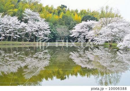 内山永久寺跡の池と桜 内山永久寺跡の池と桜 10006388