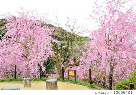 大美和展望台と桜 10006431