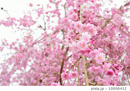 大美和展望台の桜（ピンク） 10006432