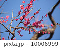 紅梅 10006999
