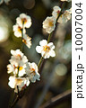 梅の花 10007004