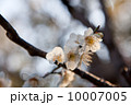 梅の花 10007005