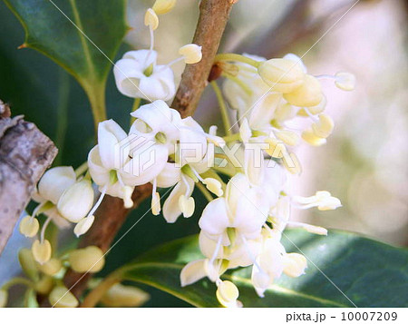 ヒイラギ（柊）の花 10007209