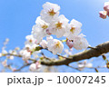 桜の花 10007245
