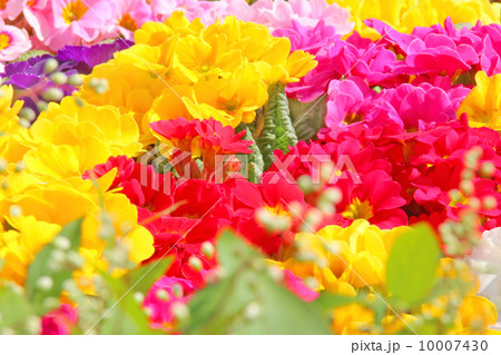 花,春,自然,植物,緑色,アップ,カラフル,桃色,花畑,ガーデニング,優しい,園芸,花壇,草花,春イメージ,野の花,春色,寄せ植え,春花壇　プリムラ　ジュリアン　ポリアンサ　サクラソウ科　早春　明るい 10007430