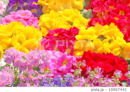 花,春,自然,植物,緑色,アップ,カラフル,桃色,花畑,ガーデニング,優しい,園芸,花壇,草花,春イメージ,野の花,春色,寄せ植え,春花壇 プリムラ ジュリアン ポリアンサ サクラソウ科 ビジョザクラ 花,春,自然,植物,緑色,アップ,カラフル,桃色,花畑,ガーデニング,優しい,園芸,花壇,草花,春イメージ,野の花,春色,寄せ植え,春花壇 プリムラ ジュリアン ポリアンサ サクラソウ科 ビジョザクラ 10007442