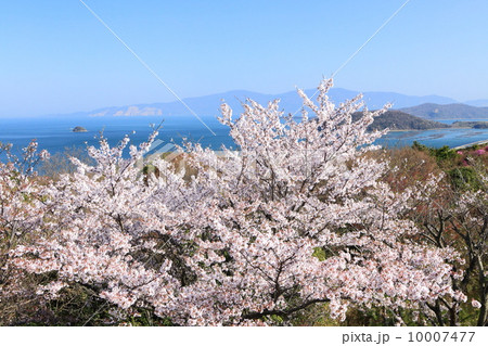 牛窓の桜と瀬戸内海 10007477