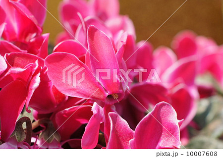 ガーデンシクラメン 10007608