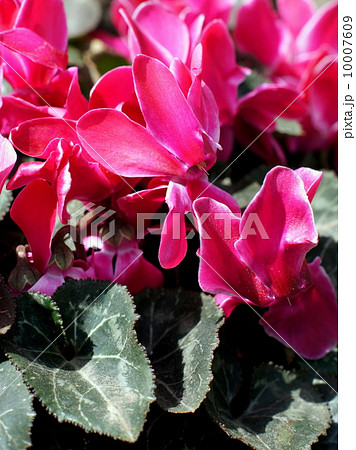 ガーデンシクラメン 10007609