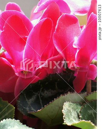 ガーデンシクラメン 10007613